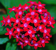 Mixed Colors Egyptian Star Cluster Seeds