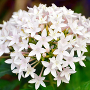Mixed Colors Egyptian Star Cluster Seeds