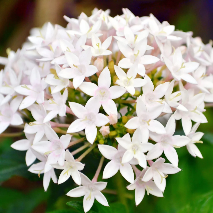 Mixed Colors Egyptian Star Cluster Seeds
