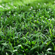 Japanese Seeds, Zoysia japonica Flower Seeds