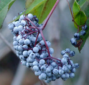 Blue Sambucus cerulea Elderberry Seeds