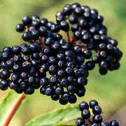 Sambucus nigra Elderberry Seeds