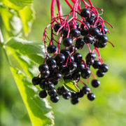 Black Elderberry Seeds, Herbal