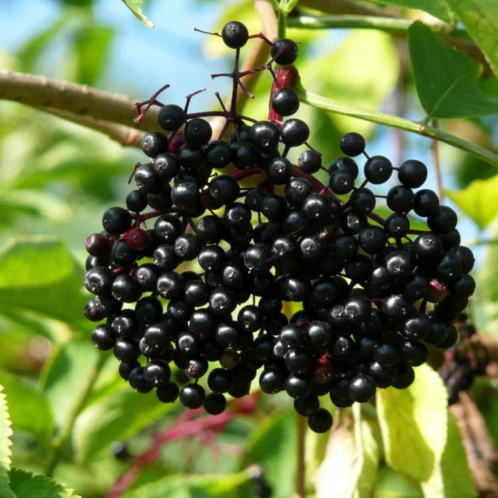Black Elderberry Seeds, Herbal