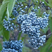 Blue Sambucus cerulea Elderberry Seeds
