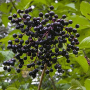 Sambucus nigra Elderberry Seeds