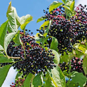 Elderberry Seeds - All In One For Home Gardens