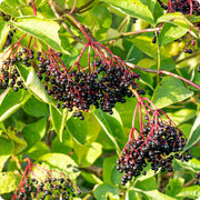 Black Elderberry Seeds, Herbal