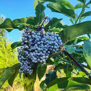 Blue Sambucus cerulea Elderberry Seeds