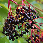 Elderberry Seeds – Sambucus nigra