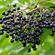 Sambucus nigra Elderberry Seeds