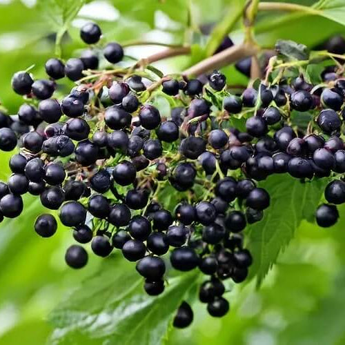 Sambucus nigra Elderberry Seeds