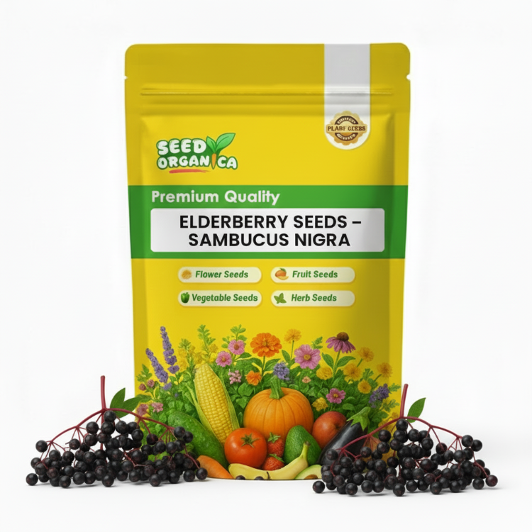 Sambucus nigra Elderberry Seeds
