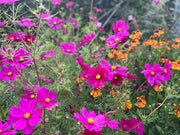 Cosmos Seeds – Cosmos bipinnatus