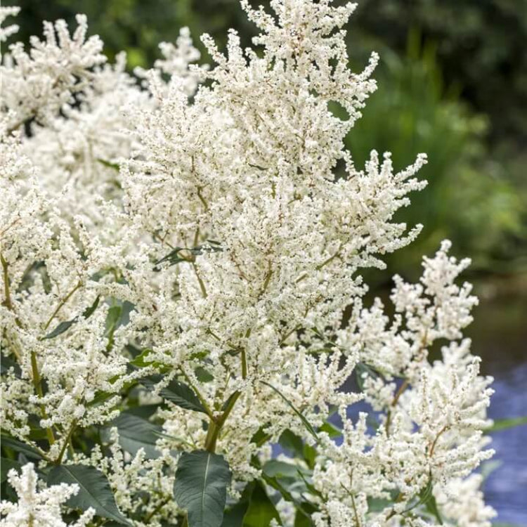 Elegant Garden Aruncus Seeds, Herbal