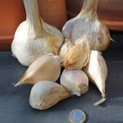 White Elephant Garlic Seeds
