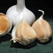White Elephant Garlic Seeds