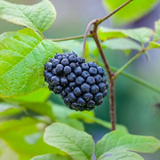 Ci Wu Jia Siberian Ginseng Seeds, Herbal