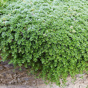 Elfin Thyme Seeds - Herbal Plant