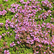 Elfin Thyme Seeds - Herbal Plant