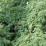 Elfin Thyme Seeds - Herbal Plant
