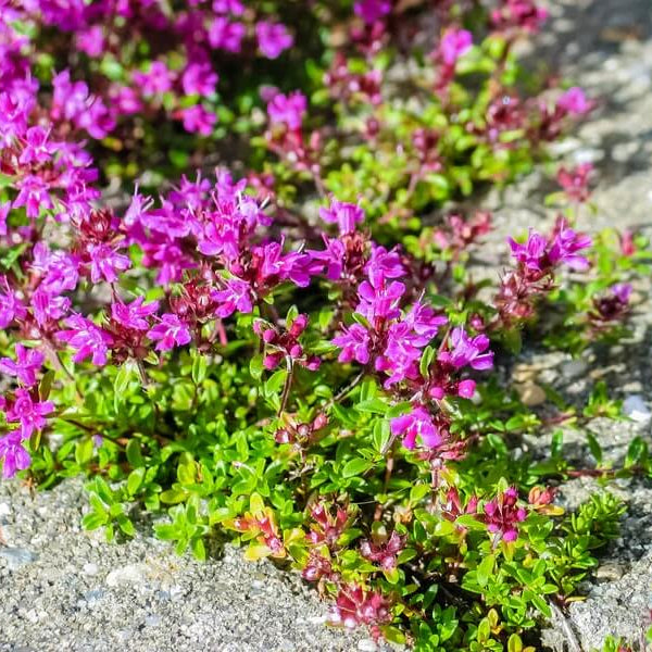 Elfin Thyme Seeds - Herbal Plant