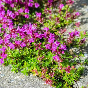 Elfin Thyme Seeds - Herbal Seeds