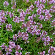 Elfin Thyme Seeds - Herbal Seeds