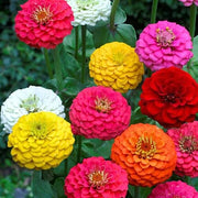 Elite Garden Flower Mix Seeds