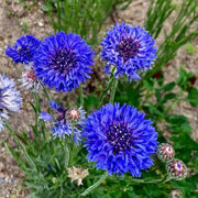 Elite Garden Flower Mix Seeds