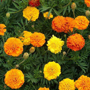 Elite Garden Flower Mix Seeds
