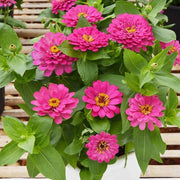 Elite Garden Flower Mix Seeds