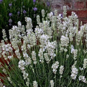 Ellagance Wildflower Mix Heirloom Seeds