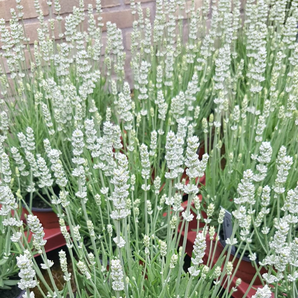 Ellagance Wildflower Mix Heirloom Seeds
