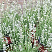 Ellagance Wildflower Mix Heirloom Seeds