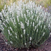 Ellagance Wildflower Mix Heirloom Seeds