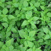 Ciliata Elsholtzia Seeds, Herbal