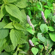 Ciliata Elsholtzia Seeds, Herbal