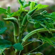 Emerald Okra Seeds - Vegetable Plant For Home Gardens