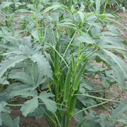Emerald Okra Seeds - Vegetable Plant For Home Gardens