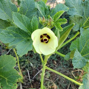 Emerald Okra Seeds - Vegetable Plant For Home Gardens