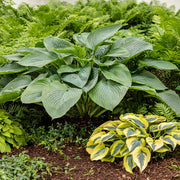 Empress Wu Hosta Seeds - Flower Plant