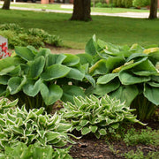 Empress Wu Hosta Seeds - Flower Plant