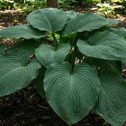 Empress Wu Hosta Seeds
