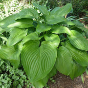Empress Wu Hosta Seeds - Flower Plant