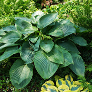 Empress Wu Hosta Seeds