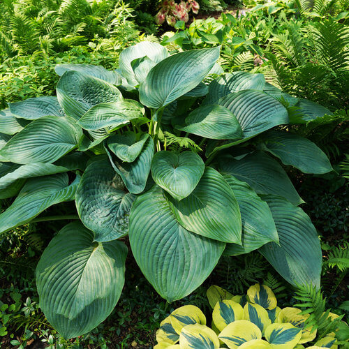 Empress Wu Hosta Seeds