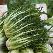Catalogna Endive Seeds