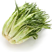 Catalogna Endive Seeds