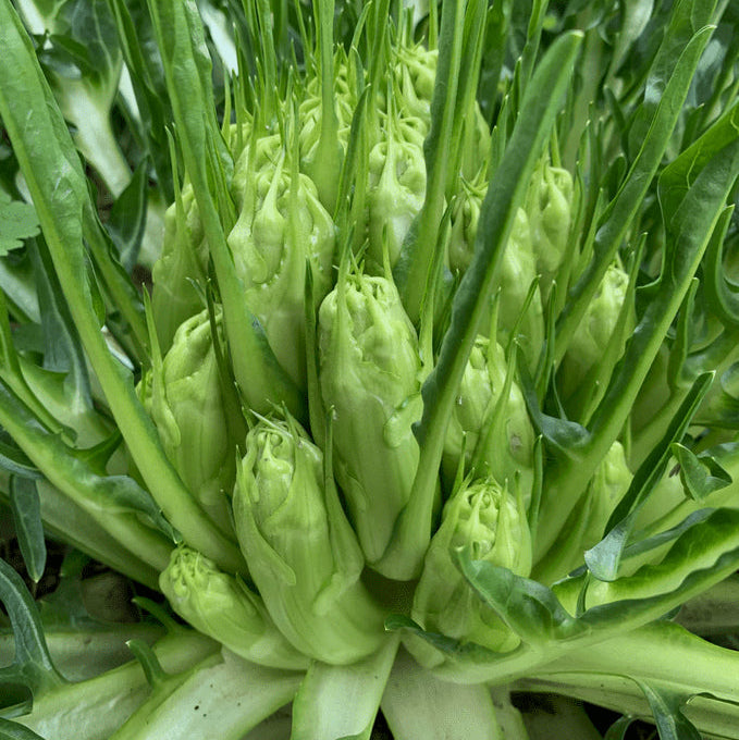 Catalogna Endive Seeds
